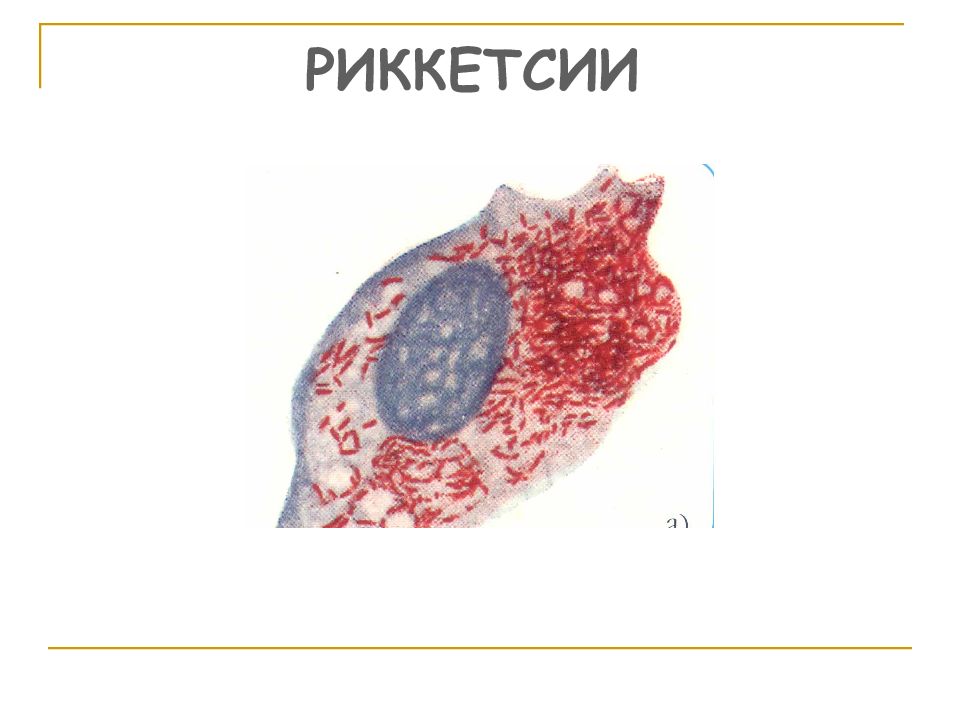Риккетсии микробиология рисунок