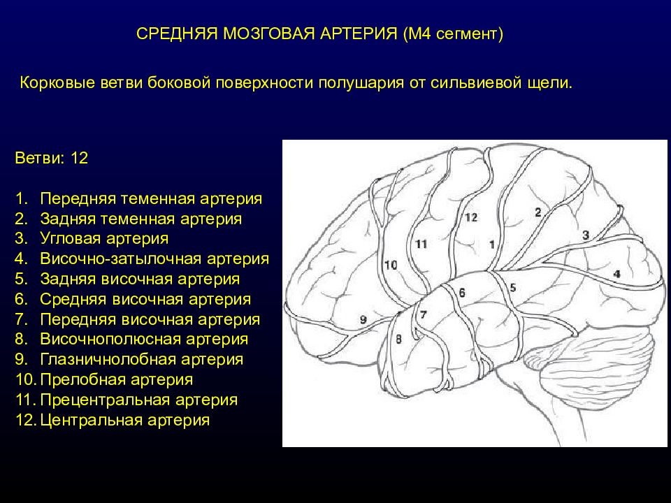 Сма мозга. Ветви средней мозговой артерии схема. Сегменты передней мозговой артерии на кт. Ветви средней мозговой артерии кт. Анатомия средней мозговой артерии сегменты.