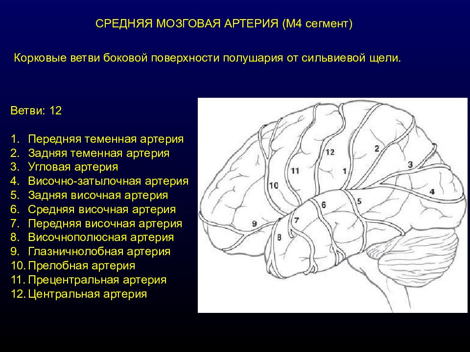 Сегмент 1 4. Ветви средней мозговой артерии схема. Анатомия передней мозговой артерии сегменты. Анатомия средней мозговой артерии сегменты. А1 сегмент правой передней мозговой артерии.