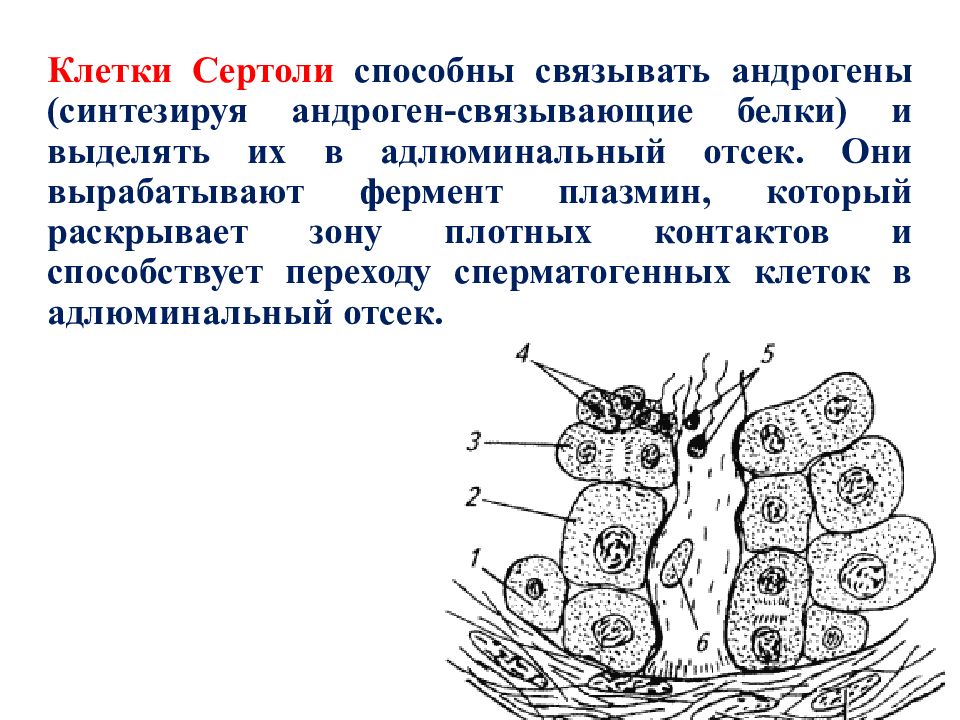 Клетки вырабатывают. Клетки Сертоли продукты секреции. Строение клеток Сертоли гистология. Источник развития клеток Сертоли. Функция клеток Сертоли семенников.