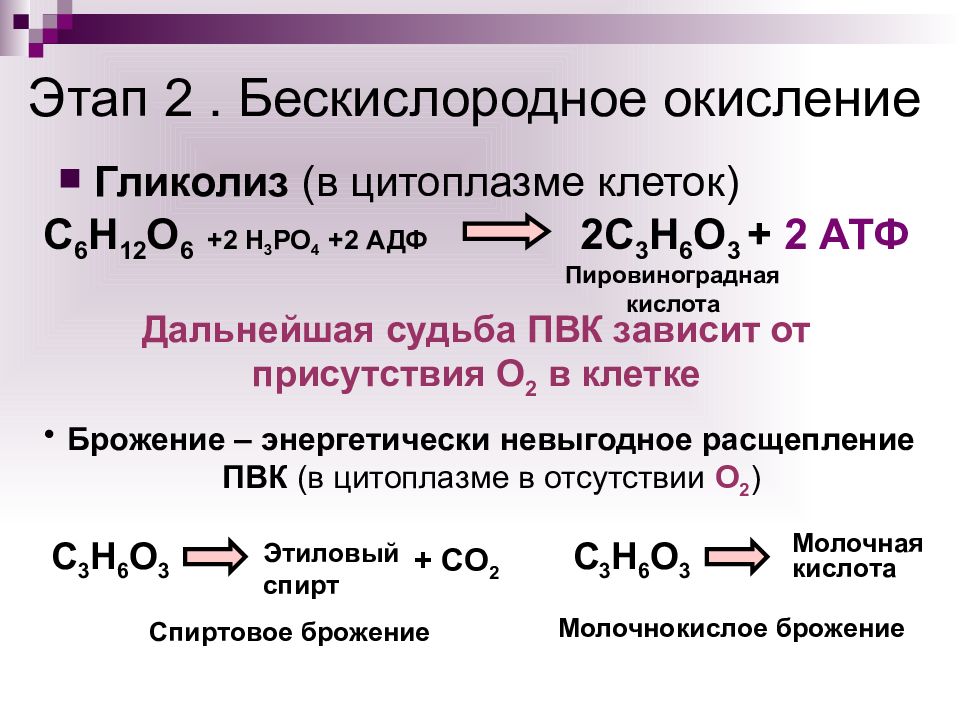 Бескислородный этап обмена