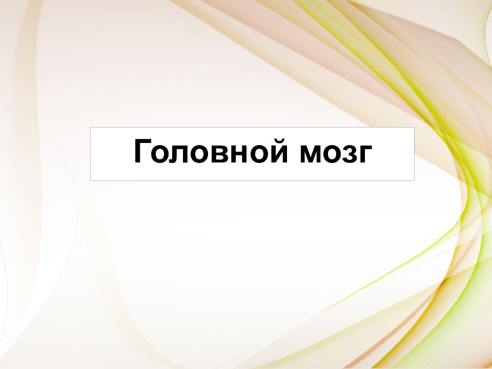 Головной мозг