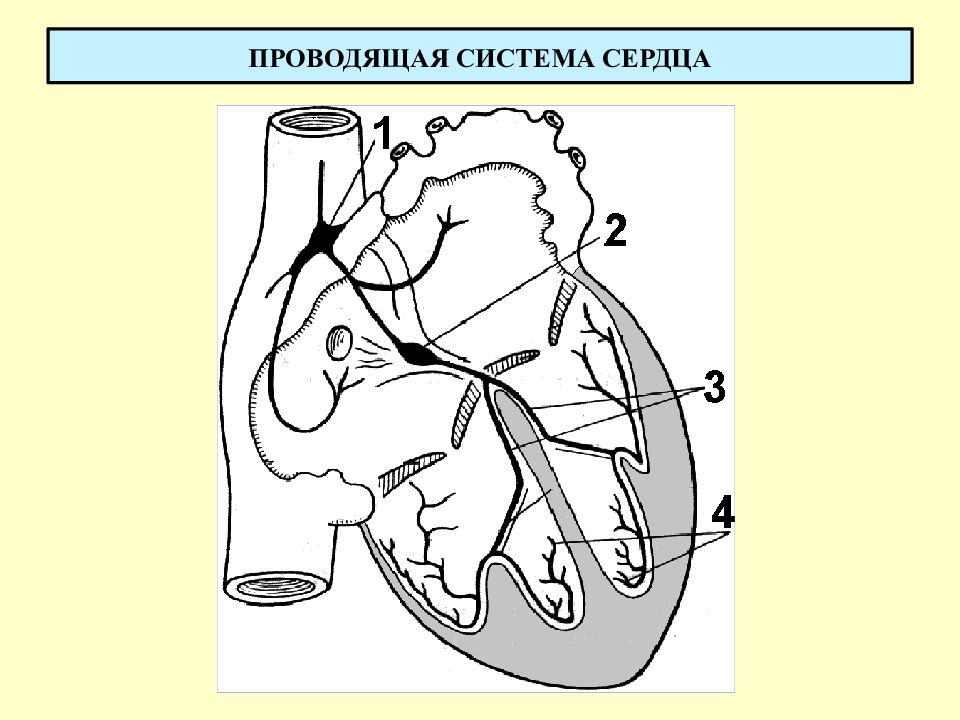 Рисунок проводящая система сердца с подписями