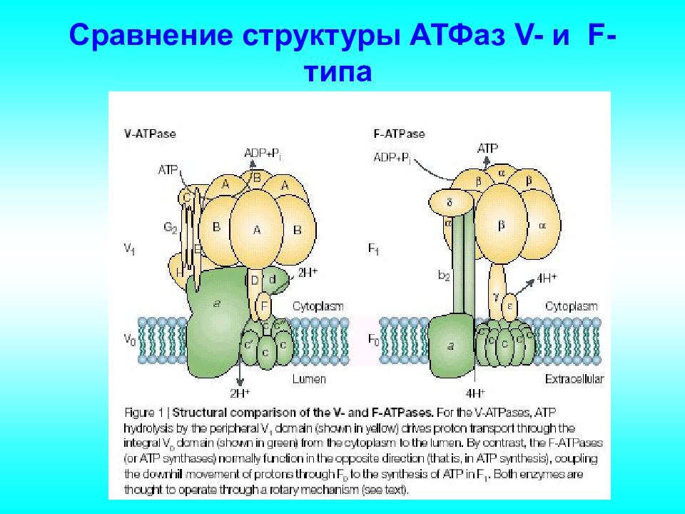 Структура сравнения. Строение АТФАЗЫ. АТФАЗЫ P F V типа. Н-АТФАЗА V типа олигомерная структура. Функции h k АТФАЗЫ.