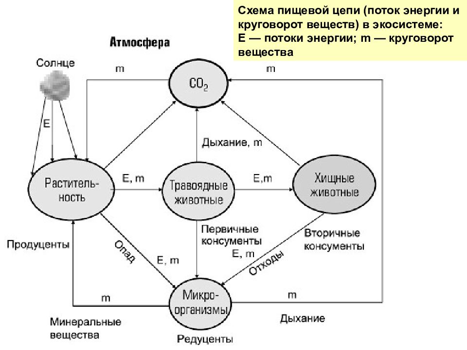 Предложите схему показывающую перенос энергии в экосистеме