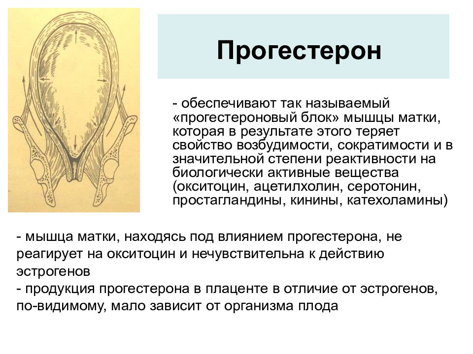 Мышцы матки. Прогестероновый блок. Прогестерон обеспечивает. Теория прогестеронового блока. Прогестерон мышцы матки.