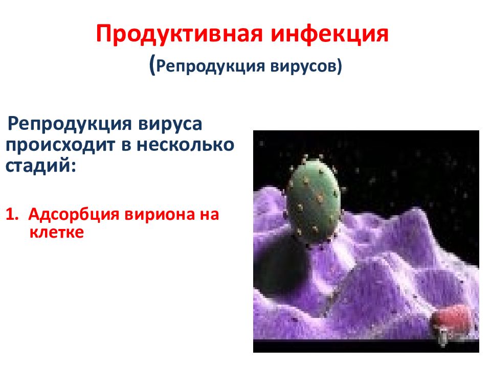 Общая вирусология презентация микробиология