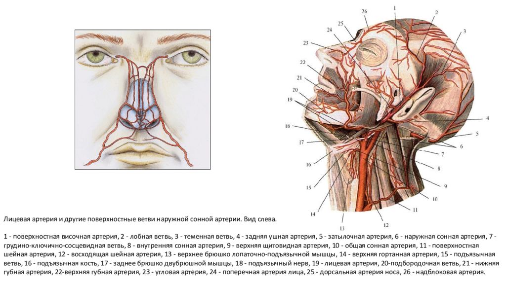Сонные артерии на лице. Сонная артерия топография анатомия. Синтопия наружной сонной артерии. Наружная Сонная артерия анатомия ветви. Скелетотопия наружной сонной артерии.