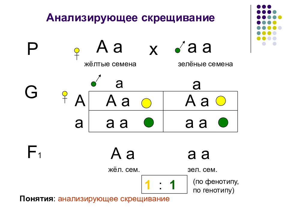 Анализирующее скрещивание неполное доминирование презентация 10 класс