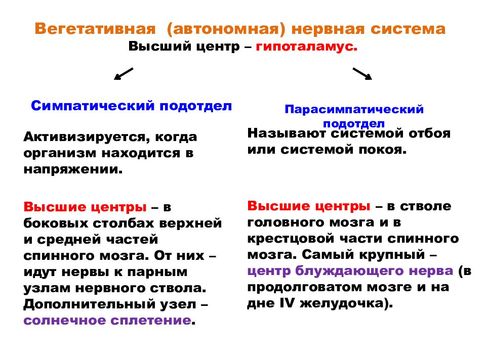 Сравните соматический и вегетативный отделы нервной