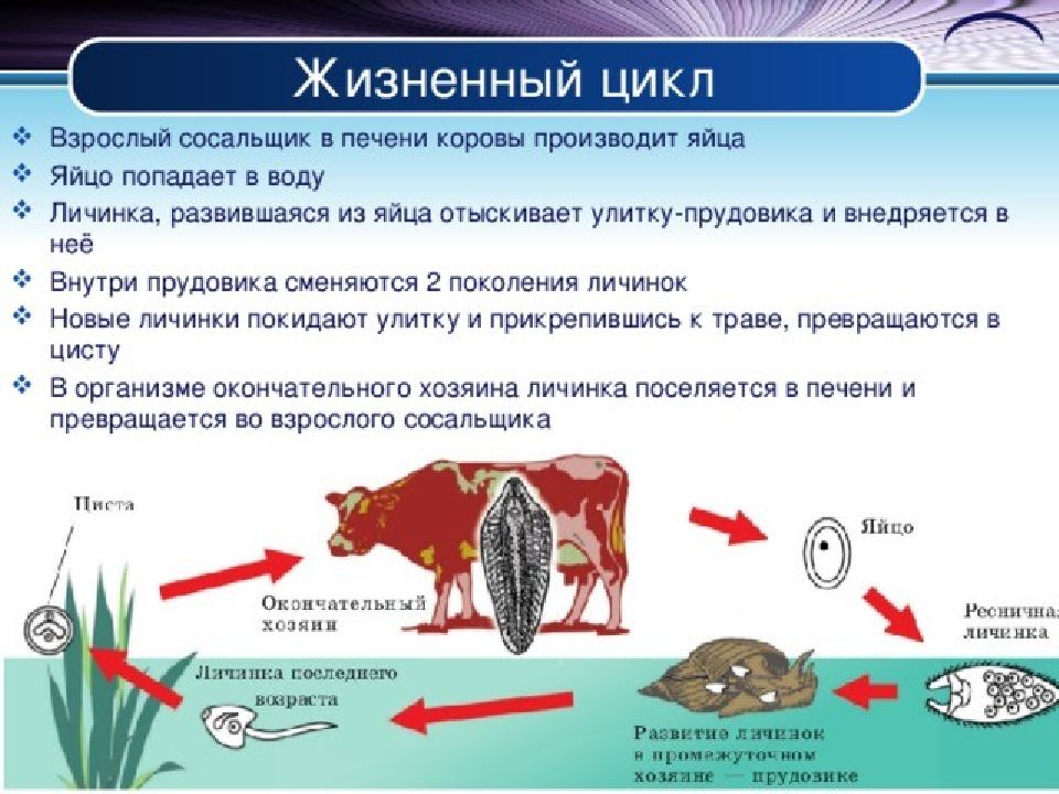 Каким номером на рисунке обозначена стадия жизненного цикла паразита где происходит размножение