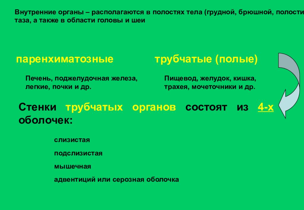 Органы список. Полые и паренхиматозные органы. Полые и паренхиматозные органы таблица. Трубчато полые и паренхиматозные органы. Внутренние органы паренхиматозные и полые.