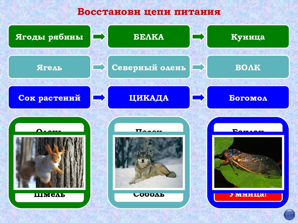 Цепь питания соболя. Восстанови цепи питания. Пищевая цепочка субтропиков. Цепочка питания в субтропиках. Цепочка питания белки.