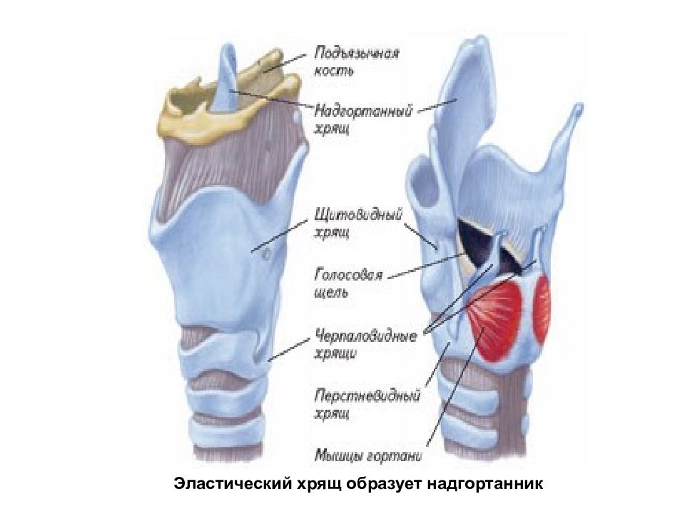 Хрящ образован. Эластичный хрящ образует. Щитовидный хрящ образует основу. Надгортанник образован хрящевой тканью.