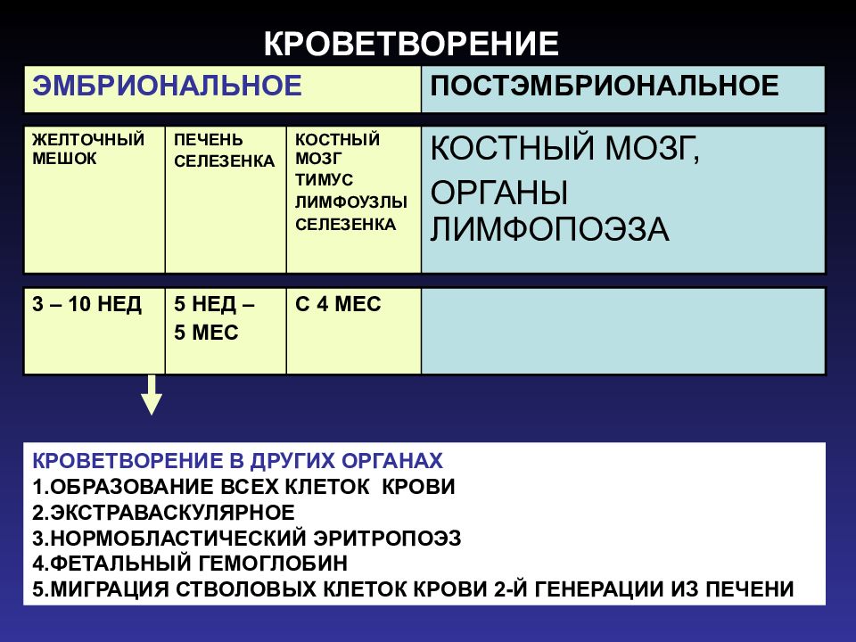 Общая 3 1. Экстраваскулярно нормобластическое. Первый орган экстраваскулярного эритропоэза. Интро и экстраваскулярный Тип образования. Пепредрасуд тельный.