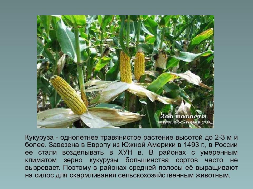 Кукуруза доклад 3 класс. Кукуруза культурное растение 3 класс. Семейство злаковые кукуруза. Кукуруза Покрытосеменные. Кукуруза характеристика растения.