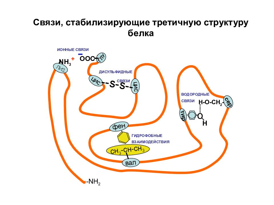 Гидрофобные связи белка. Третичная структура белка стабилизируется связями. Третичная структура белка схема. Третичная структура белка связи. Гидрофобные связи в третичной структуре белка.
