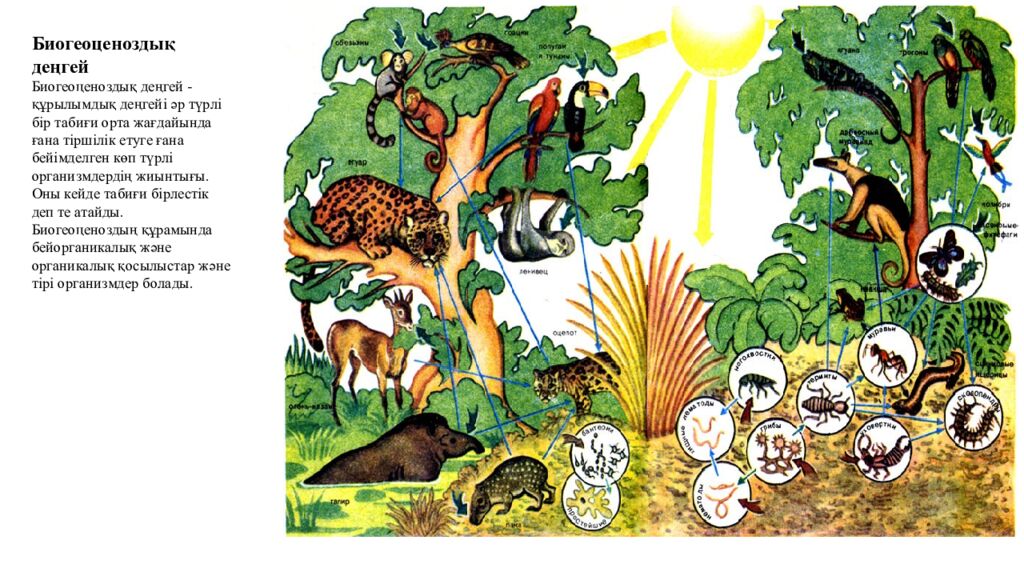 Сабақтың мақсаттары 5.4.2.2. Тірі ағзалардың құрылымдық деңгейлерін