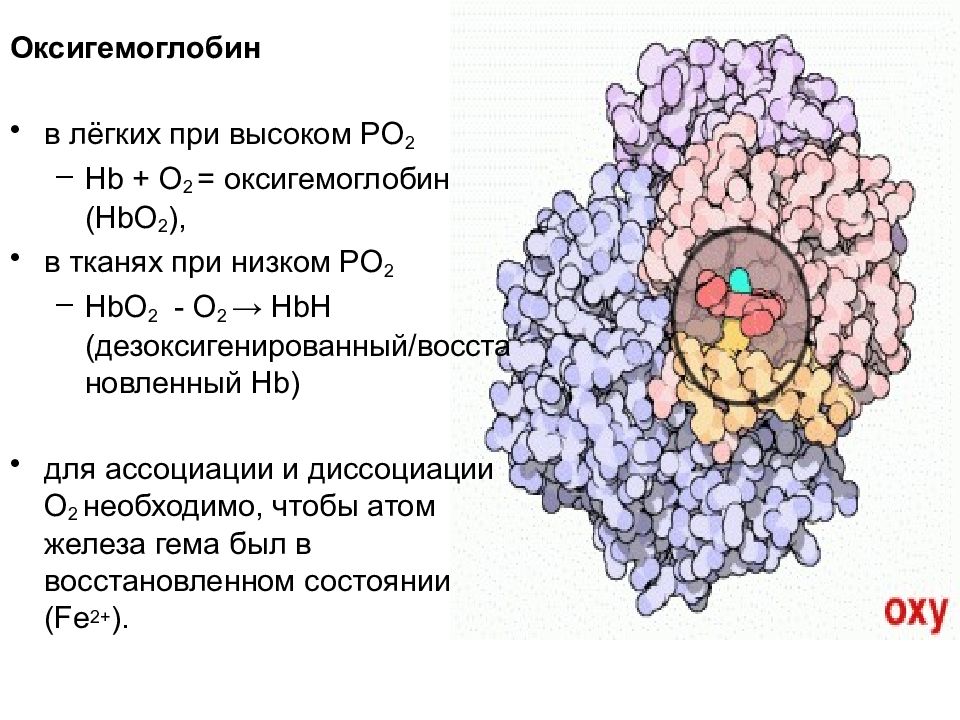 Оксигемоглобин это. Гемоглобин презентация. Оксигемоглобин. Гемоглобин и оксигемоглобин. Условия образования оксигемоглобина