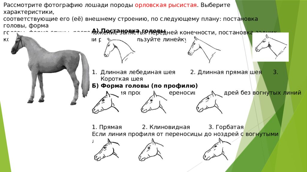 Выберите характеристики соответствующие внешнему строению собаки по следующему плану окрас