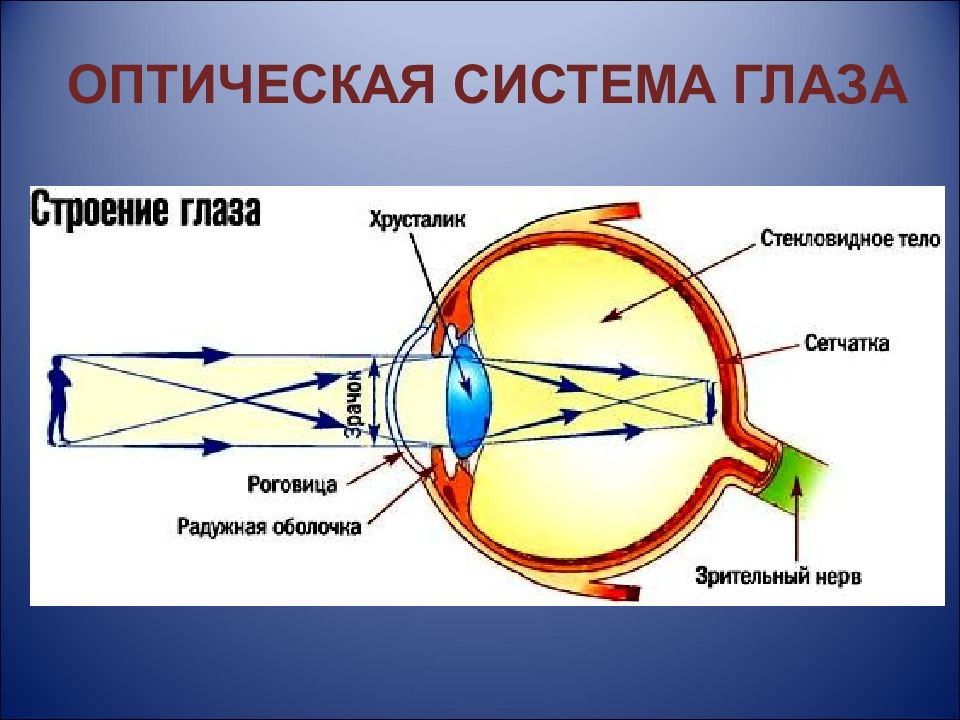 Зрительный анализатор нормальная физиология презентация