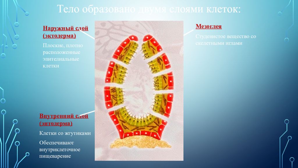 Плотно расположенные. Наружный слой клеток эктодерма. Студенистое вещество мезоглея. Плоские черви мезоглея. Внутренний слой клеток энтодерма мезоглея эктодерма.