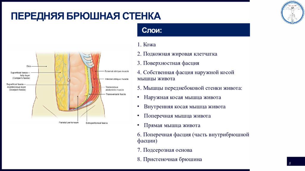 Абдоминальный хирург кто это. Fascia endoabdominalis анатомия. Abdominal Wall layers. Фасция endoabdominalis.