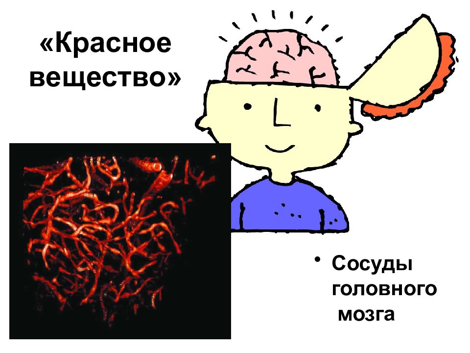 Красный мозг. Высшая нервная деятельность рисунок. Высшая нервная деятельность нарисовать. Что такое красное вещество в головном мозге. Высшей нервной деятельности 1 года рисунки.