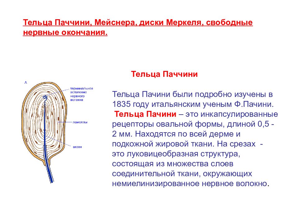 Рассмотрите рисунок ниже и обозначьте структурные компоненты телец пачини