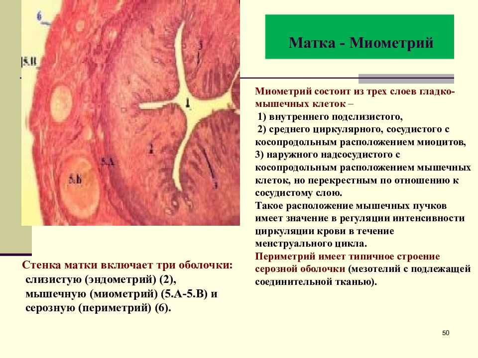 Миометрий и эндометрий