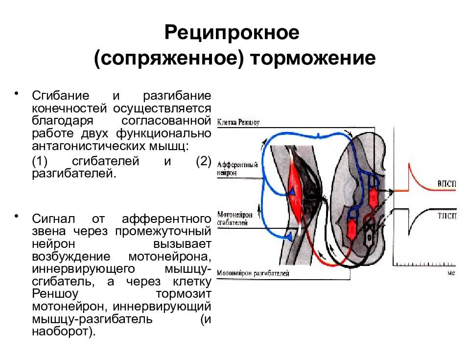 Латеральное торможение схема