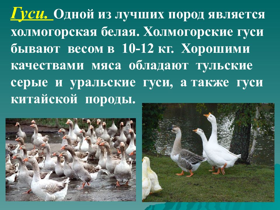Уральские белые гуси описание породы фото