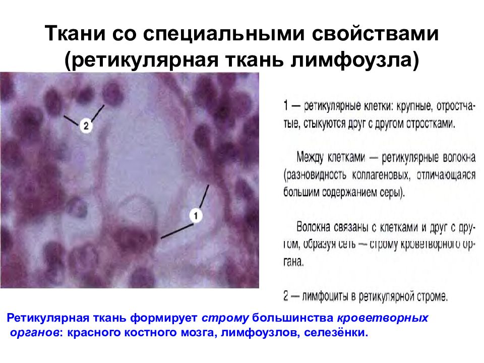 Ретикулярная ткань фото