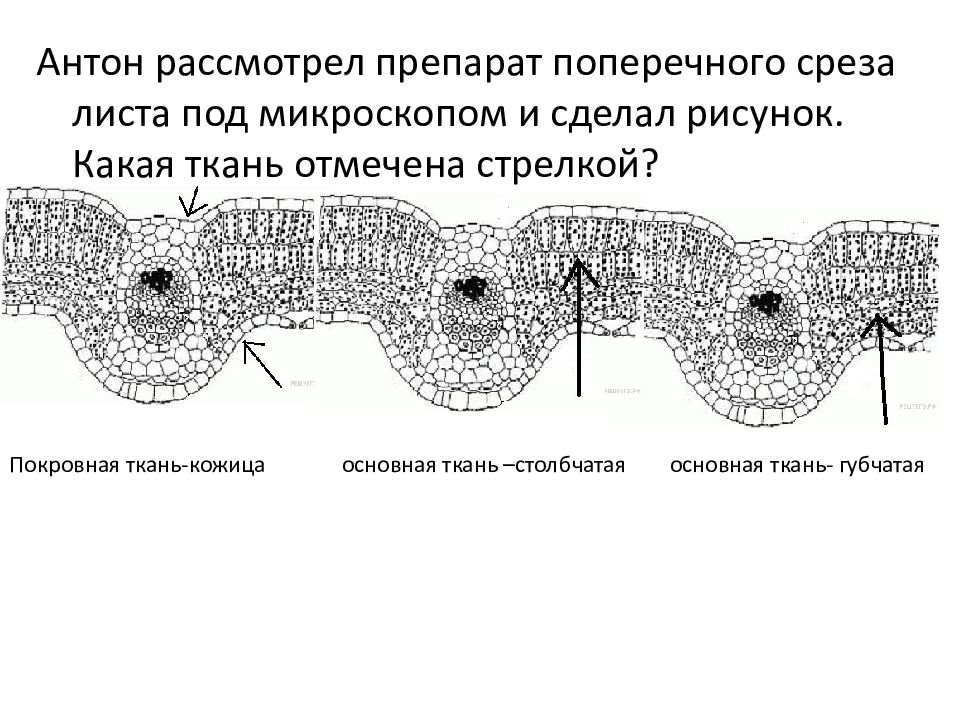 Рисунок поперечного среза листа. Поперечный срез листа препарат. Изучить постоянный препарат поперечного среза листа.. Т поперечный срез листа под микроскопом. Поперечный срез листа одуванчика под микроскопом.