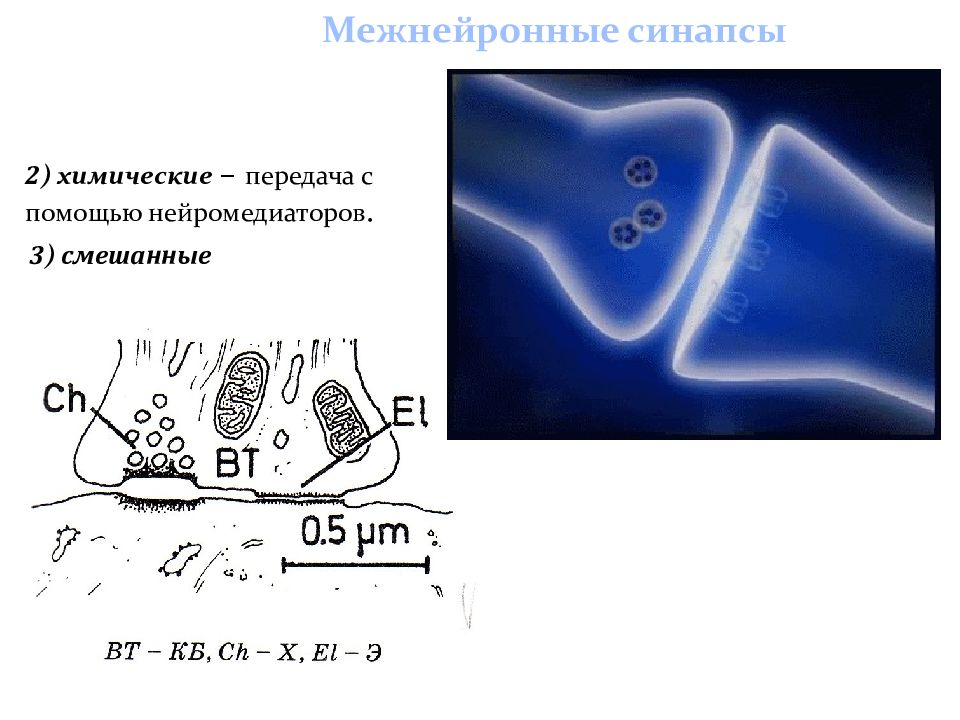 Классификация межнейронных синапсов