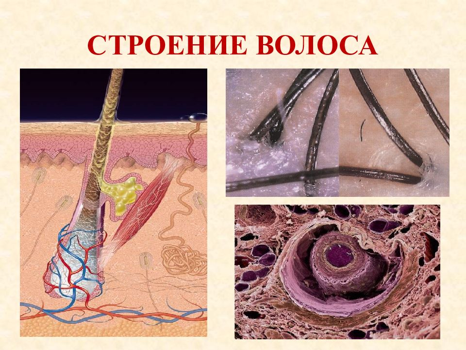 Волосы анатомия презентация