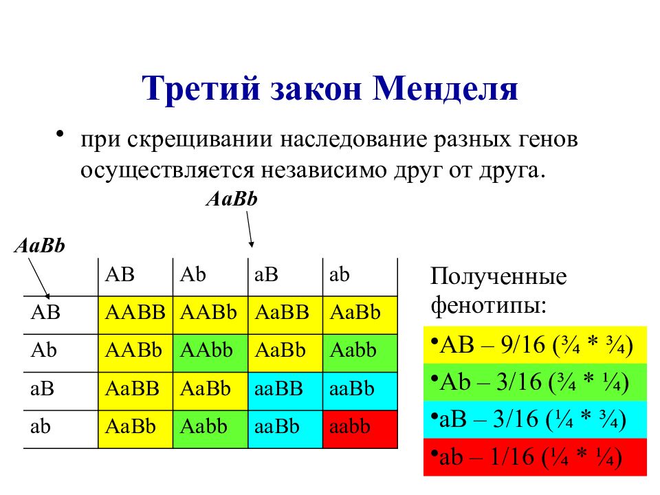 Задачи по генетике на законы менделя. Решение задач по биологии 3 закон Менделя. Задачи на генетику по 3 законам Менделя. Задачи на 3 закон Менделя с решением. Биология задачи по генетике 1 закон Менделя.