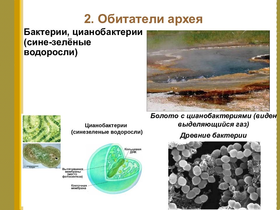 Древние археи. Цианобактерии Архей. Обитатели Архея. Цианобактерии на земле. Архей бактерии и цианобактерии.
