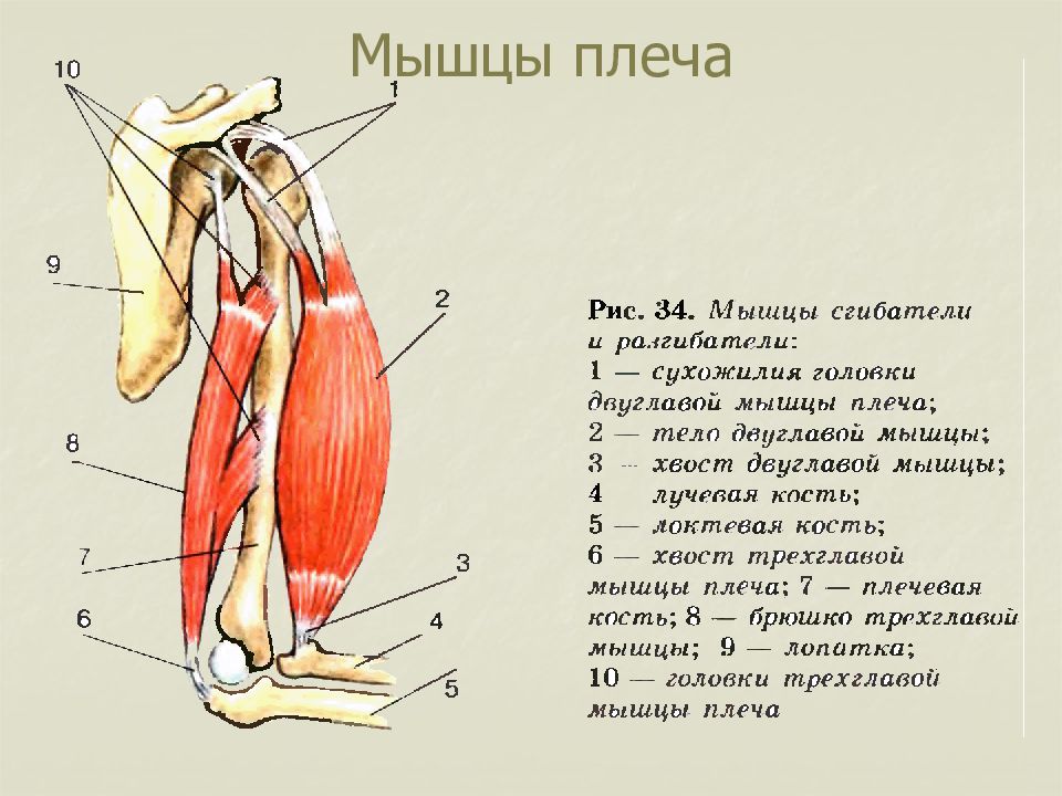 Функции мышц плеча