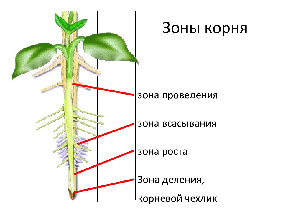 Зоны корня деления роста всасывания. Зона корня корневой чехлик зона деления зона. Зоны корня у проростка пшеницы. Корень и его строение. Строение зоны всасывания.