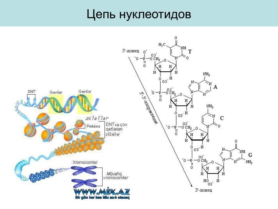 Соединение нуклеотидов днк