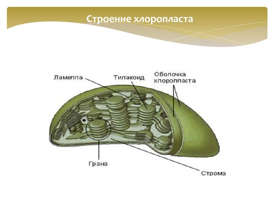 Уровень организации хлоропласта. Строение хлоропласта фотосинтез. Строение хлоропласта без подписей. Схема образования пластид. Тилакоид.