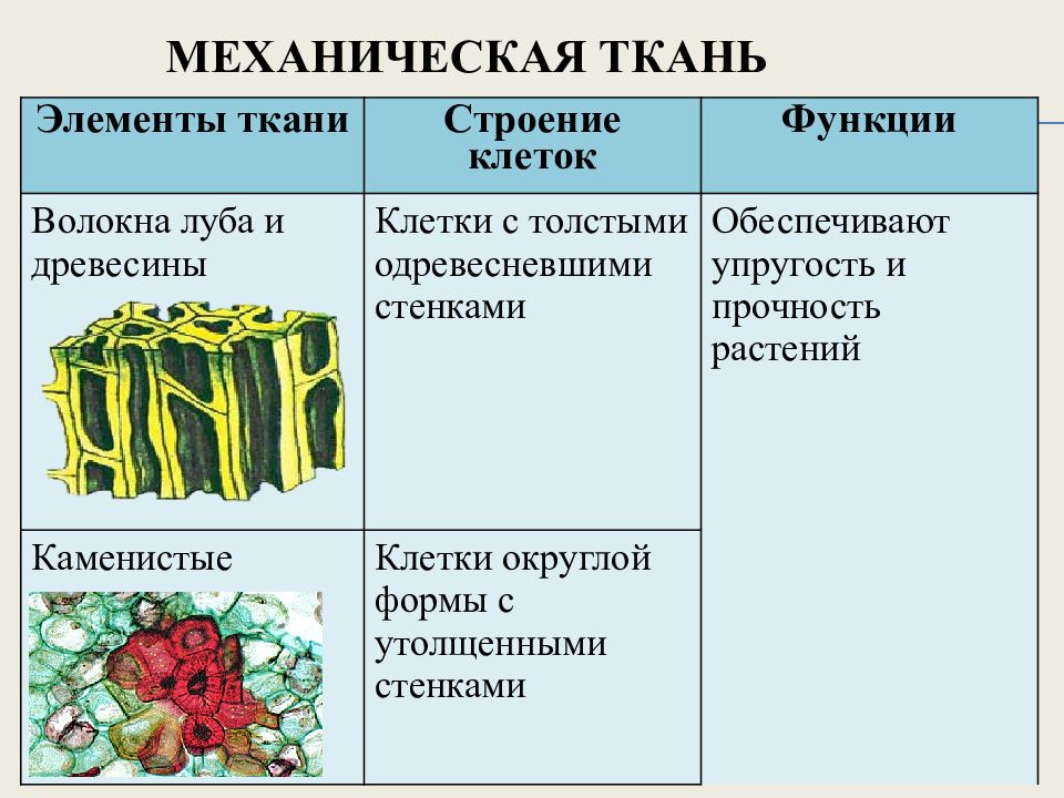 Выполняемые функции механической ткани растений
