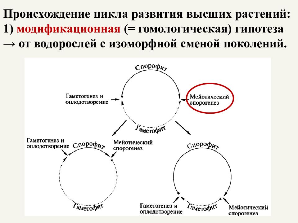 Цикл поколений. Происхождение высших растений. Гипотезы происхождения высших растений. Современные представления о происхождении высших растений. Цикл развития высшего растения.