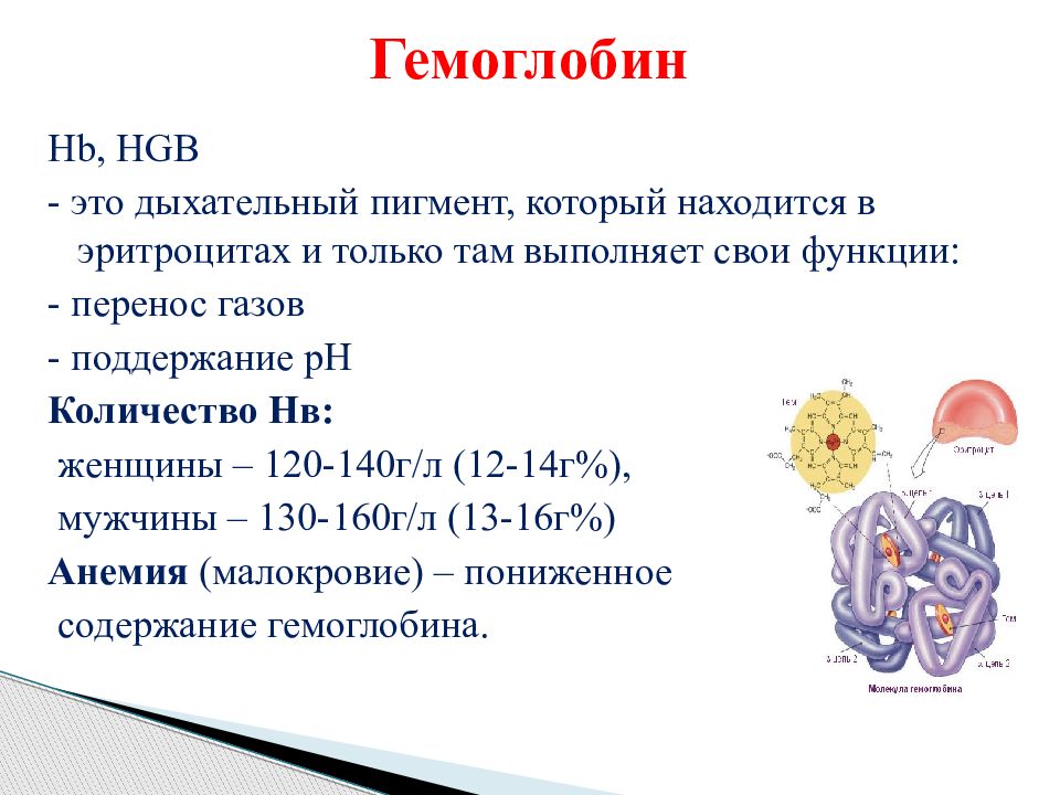 Гемоглобин лечение. Гемоглобин. Гемоглобин HB. Нижняя граница гемоглобина. Гемоглобин функции в организме.