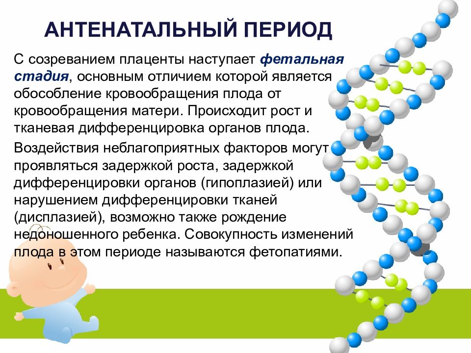 Период презентации. Антенатальный период презентация. Антенатальный период реферат. Антенатальный период имеет фазы 2. Темы рефератов по здоровому человеку и его окружение.