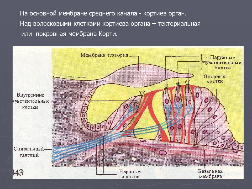 Что воспримут изображенные на рисунке под номером 3 рецепторные клетки кортиева органа