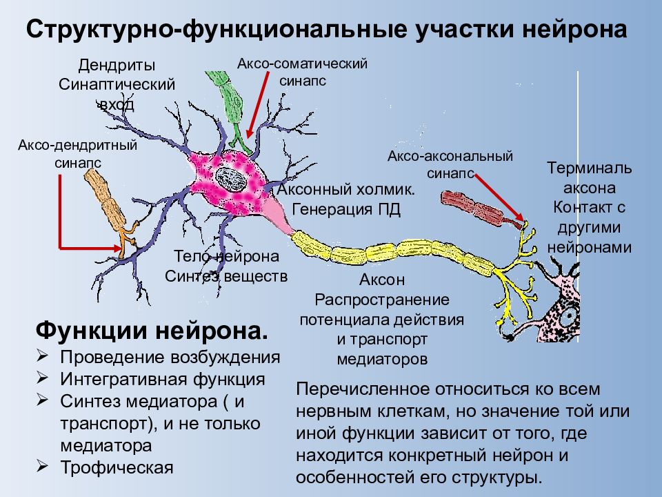 Укажите название и функции структурных частей нейрона на рисунке 1