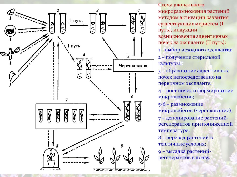 Презентация клональное микроразмножение растений