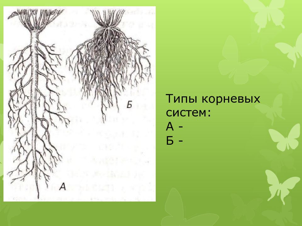 Корневая система жасмина схема